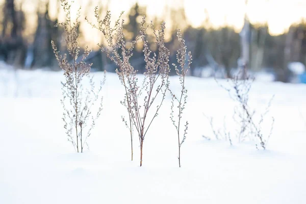 Grama Inverno Neve Neve Tempo Frio Ramos Gelados — Fotografia de Stock