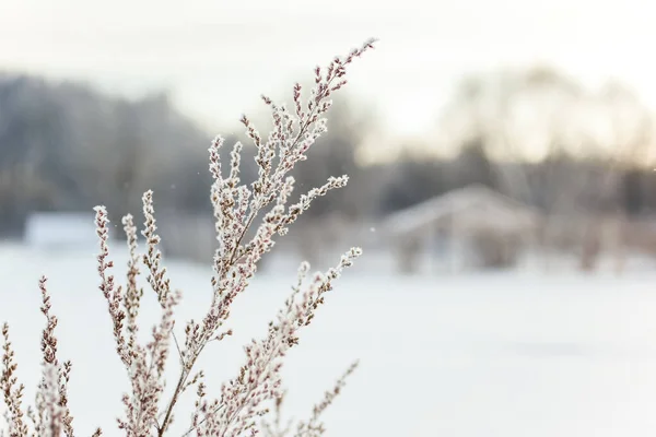 Grama Inverno Neve Neve Tempo Frio Ramos Gelados — Fotografia de Stock