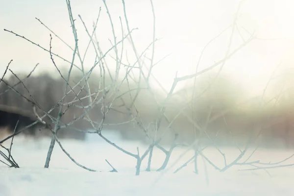 Ramos Nus Neve Tempo Inverno Solitário Dias Frios Inverno Branche — Fotografia de Stock