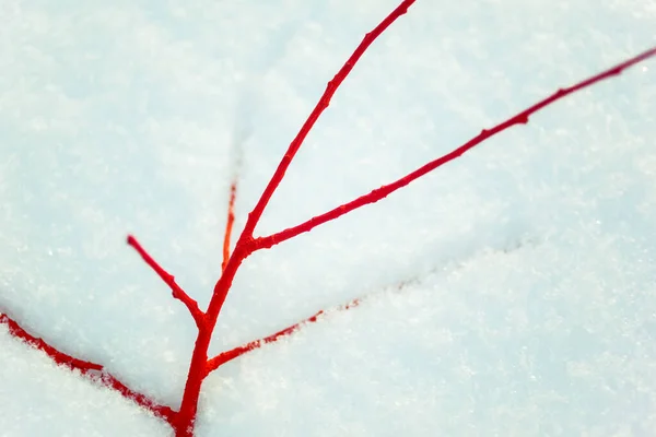 Bare Branches Snow Lonely Winter Time Cold Winter Days Red — Stock Photo, Image