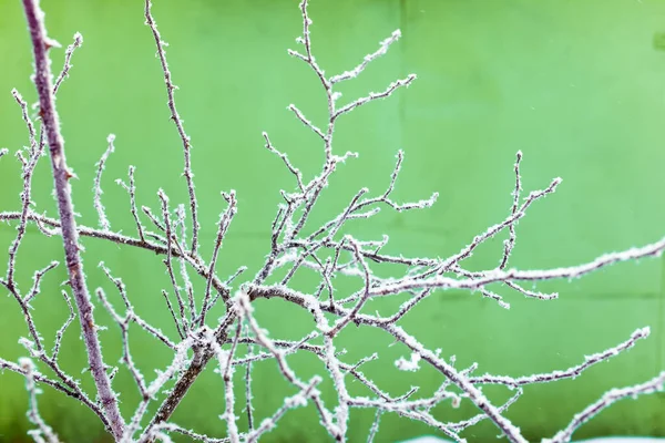 Ramas Árboles Desnudos Con Nieve Heladas Pared Verde Fondo Temporada — Foto de Stock