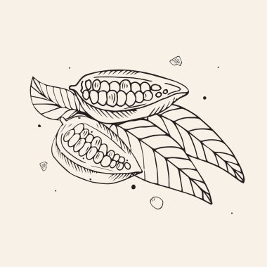 Kakao çekirdeği. Bej arkaplanda vektör çizimi. İşlemeli biçim illüstrasyonu.