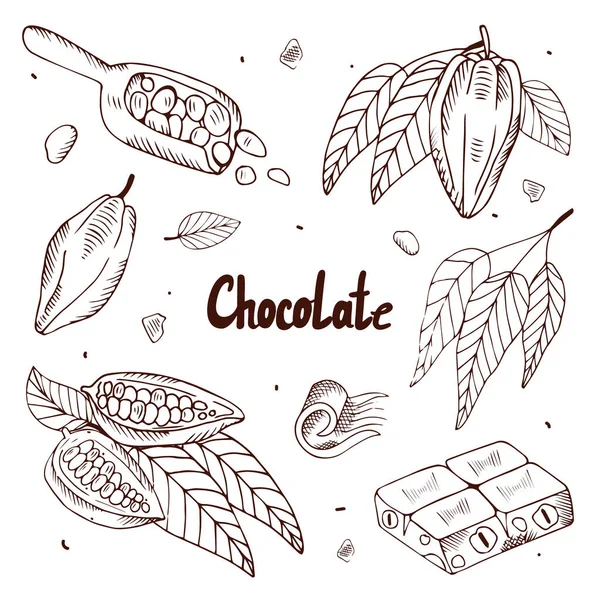Beyaz Arka Planda Kakao Çekirdeği Çikolata Koleksiyonu Şlemeli Vektör Stili — Stok Vektör