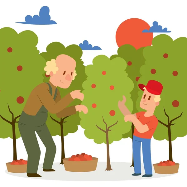 Farmer picking apple harvest to baskets banner vector illustration. Young and old male character harvesting ripe fruit from organic tree. Country garden landscape with sunset. — Stock Vector
