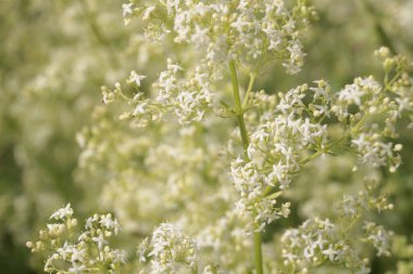 Küçük beyaz çit yatak örtüsü çiçekleri veya sahte bebek nefesi (Galyum mollugo) yakın arkaplan
