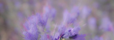 Engerek böceği çiçeği (Echium vulgare). Metin için boş alanı olan soyut çiçek arkaplanı