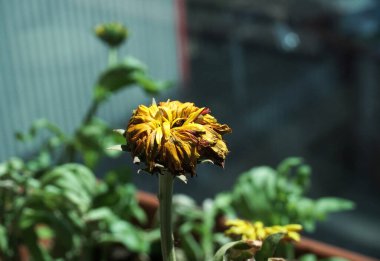 Balkonda kuru sarı çiçek.