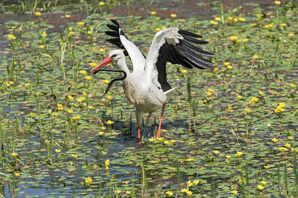 Une Cigogne Blanche Ciconia Ciconia Capture Mange Serpent Dans Réserve — Photo