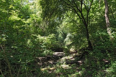 Avrupa kuş kutsal alan ve doğa rezerv Kuehkopf-Knoblochsaue, Almanya 