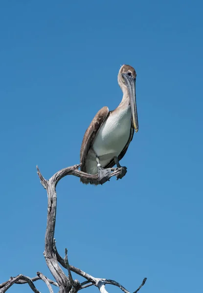 Pélican Brun Pelecanidae Sur Une Branche Sèche Golfe Mexique Yucatan — Photo