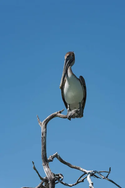 Pélican Brun Pelecanidae Sur Une Branche Sèche Golfe Mexique Yucatan — Photo