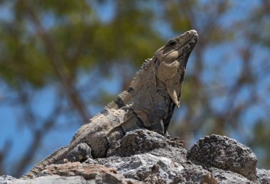 siyah dikenli iguana, siyah iguana veya eski Maya şehir edzna, Meksika harabeye siyah ctenosaur