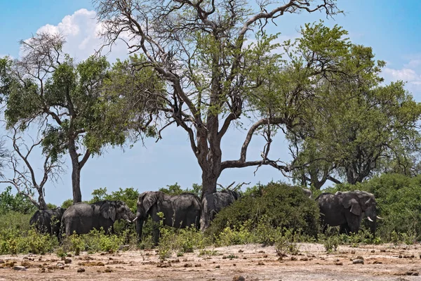 Elefantenherde Unter Einer Baumgruppe Chobe Nationalpark Botswana — Stockfoto