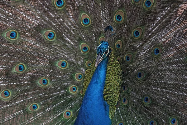Portrait Indian Peafowl Blue Peafowl — Stock Photo, Image