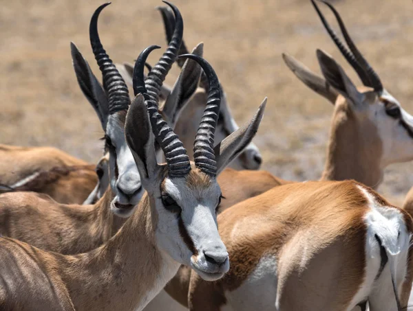 ボツワナのNxai Pan国立公園の男性Impala Anteloes Aepyceros Melampusのグループ — ストック写真