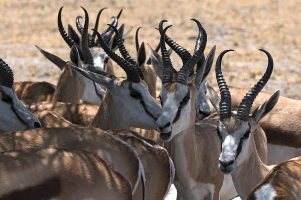 Grupo Machos Impala Antelopes Aepyceros Melampus Parque Nacional Nxai Pan — Fotografia de Stock