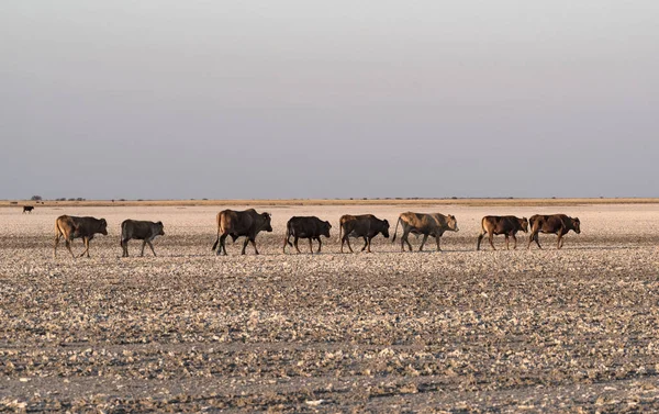 Besättning Nötkreatur Makgadikgadi Pan Nwetwe Pan Botswana — Stockfoto