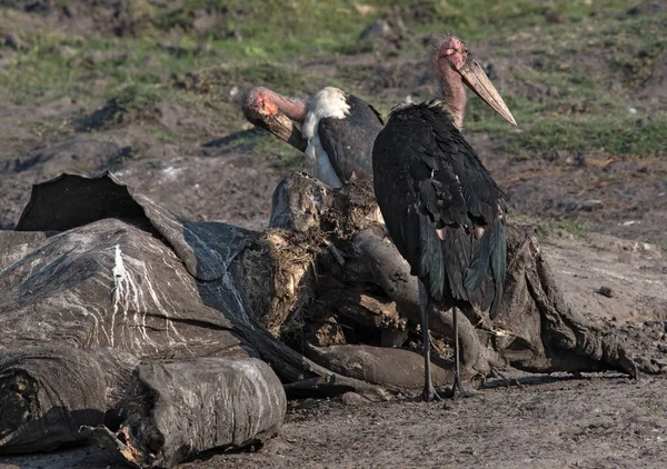 Les Cigognes Marabou Mangent Carcasse Éléphant Mort Réserve Naturelle Moremi — Photo