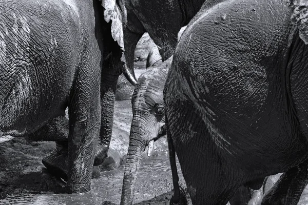 Grupo Elefantes Banho Lama Rio Chobe Botsuana Preto Branco — Fotografia de Stock