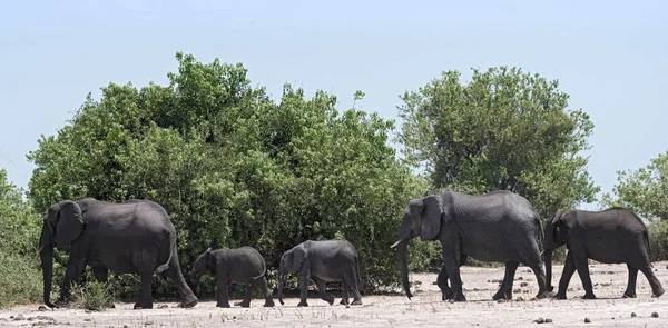 Groupe Éléphants Sur Front Rivière Chobe Dans Parc National Chobe — Photo