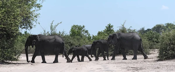 Grupo Elefantes Frente Rio Chobe Parque Nacional Chobe Botsuana — Fotografia de Stock