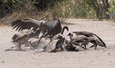 Ak sırtlı akbaba bir ölü daha büyük Kudu, Chobe Ulusal Parkı, Botsvana karkas yemek