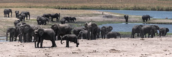 Grupo Elefantes Frente Rio Chobe Parque Nacional Chobe Botsuana — Fotografia de Stock
