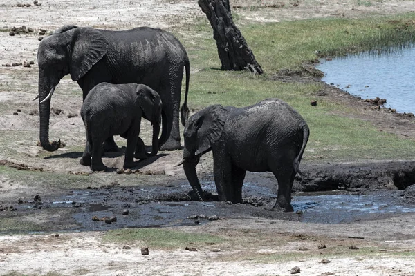 Grupo Elefantes Frente Rio Chobe Parque Nacional Chobe Botsuana — Fotografia de Stock