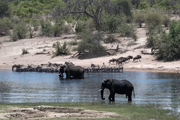 Elefantes Zebras Gnus Rio Boteti Parque Nacional Das Panelas Makgadikgadi — Fotografia de Stock