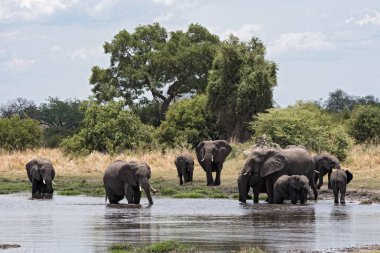 Fil grup alarak banyo ve Chobe Ulusal Parkı, Botswana'da bir ziyarette200 içme