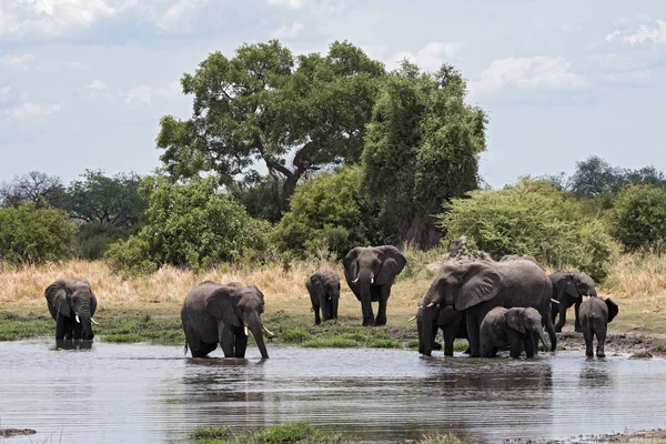 Groupe Éléphants Prenant Bain Buvant Dans Trou Eau Dans Parc — Photo