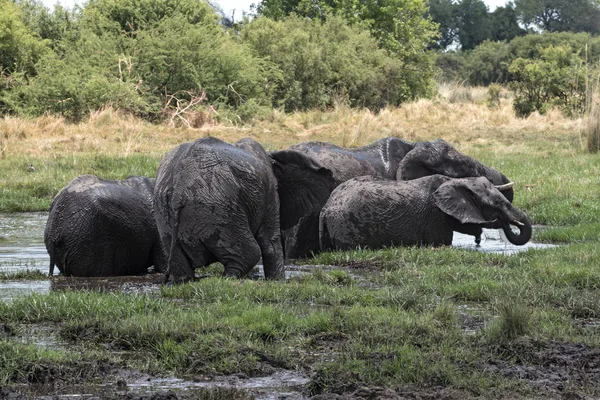 Grupo Elefantes Tomando Banho Bebendo Buraco Água Parque Nacional Chobe — Fotografia de Stock