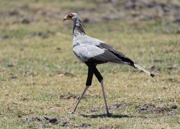 Secretary Bird Moremi Game Reserve Okavango Delta Botswana — Stock Photo, Image