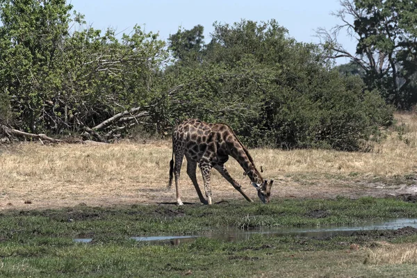 Bebendo Girafa Delta Okavango Moremi Game Reserve Botsuana — Fotografia de Stock