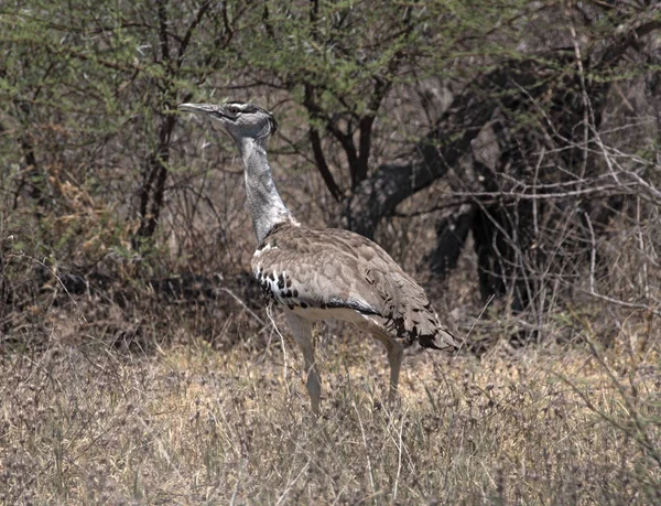 Kori Bustard Nxai Pan National Park Botsuana — Fotografia de Stock