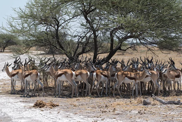 Flokk Med Impala Skyggen Tre Nxai Pan Nasjonalpark Botswana – stockfoto