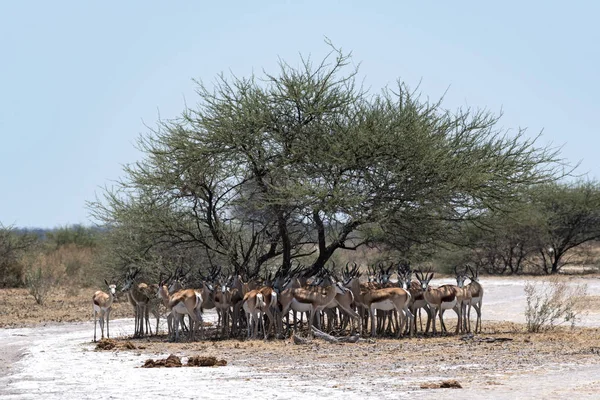 Manada Impala Sombra Uma Árvore Parque Nacional Nxai Pan Botsuana — Fotografia de Stock