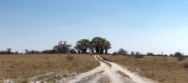 Piasku Drogi Baines Baobabów Parku Narodowego Pan Nxai Botswana — Zdjęcie stockowe