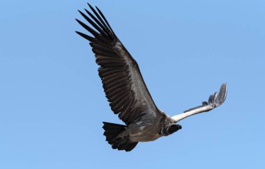 Beyaz sırtlı bir akbaba uçuyor, Botswana, Afrika