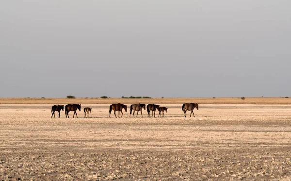 Cavalos Makgadikgadi Pan Nwetwe Pan Botsuana — Fotografia de Stock