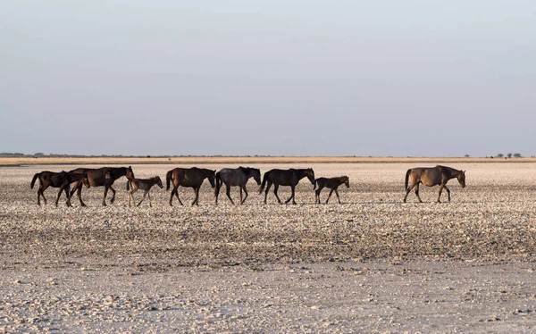 Cavalos Makgadikgadi Pan Nwetwe Pan Botsuana — Fotografia de Stock