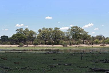 Boteti Nehri, Makgadikgadi Milli Parkı, Botsvana, Afrika, peyzaj