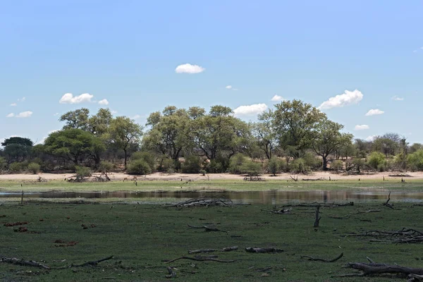 Paisagem Rio Boteti Parque Nacional Makgadikgadi Botsuana África — Fotografia de Stock