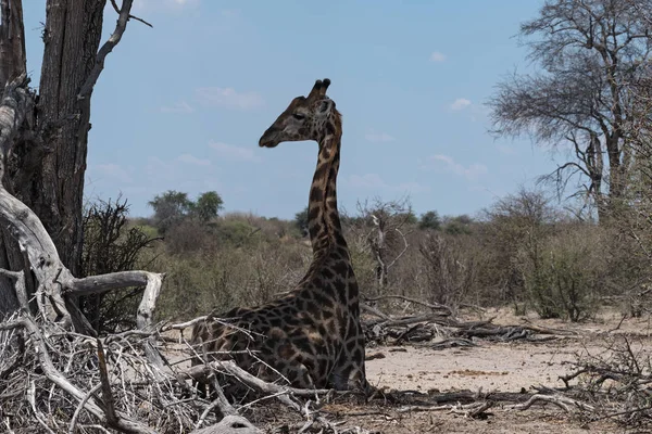 Sitzende Giraffe Makgadikgadi Nationalpark Botswana Afrika — Stockfoto