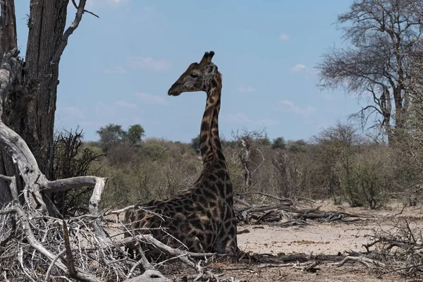 アフリカ ボツワナのMakgadikgadi国立公園にキリンを座って — ストック写真