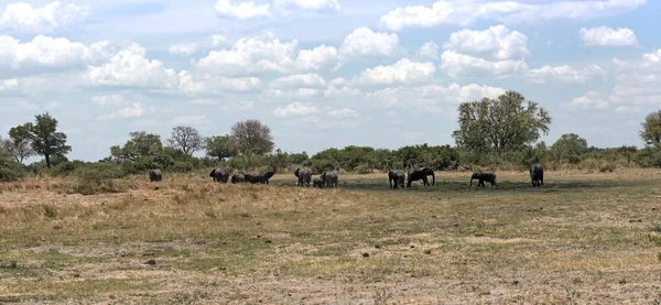 Elefantengruppe Badet Und Trinkt Einem Wasserloch Moremi Game Reserve Botswana — Stockfoto