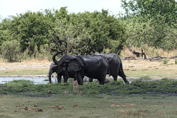 Grupo Elefantes Tomando Banho Bebendo Buraco Água Moremi Game Reserve — Fotografia de Stock