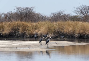 Marabut leylek Nata Sanctuary, Botswana'da Nata Nehri üzerinde