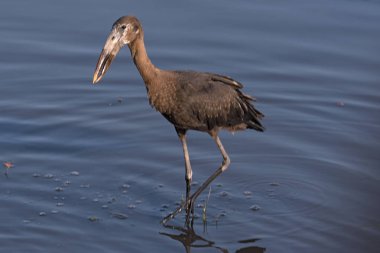 Afrika openbill leylek, Anastomus lamelligerus, Chobe nehir, Botswana'da yeme