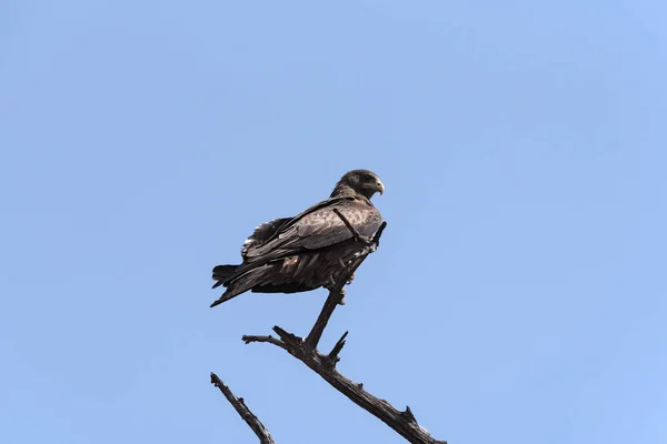 Águila Tawny Una Rama Parque Nacional Chobe Botsuana — Foto de Stock